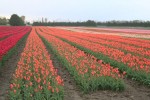 [Field 009.jpg]